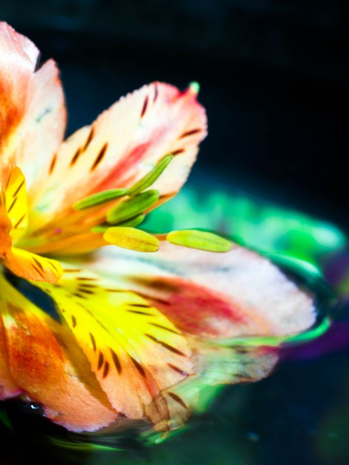 FlowerChild product image (1)