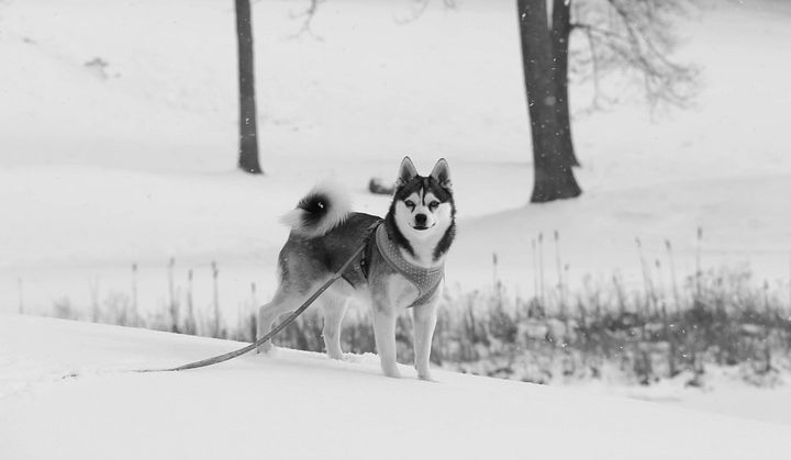 Cute Klee Kai puppy in the snow - B&W product image (2)
