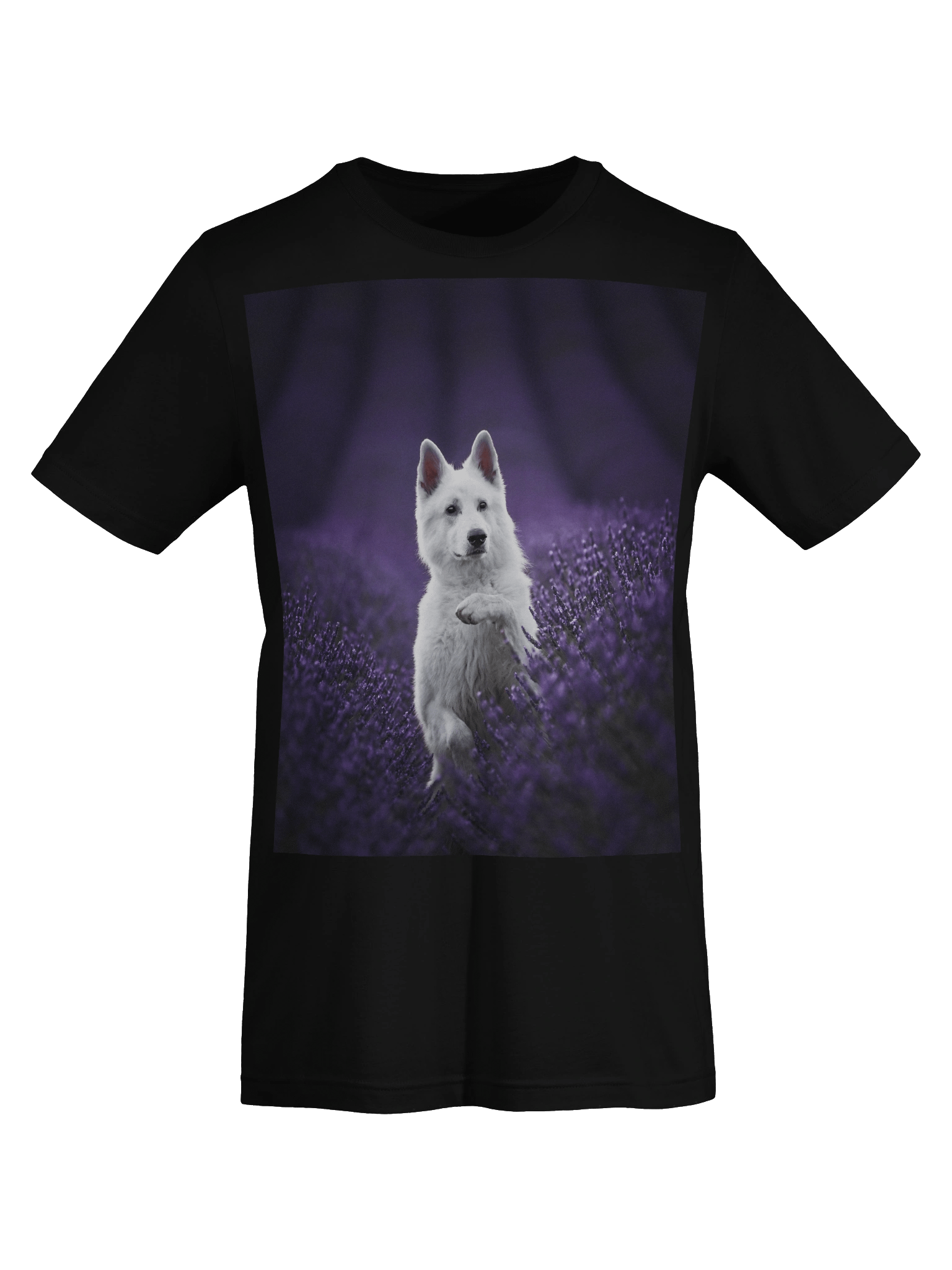 Rasta in the lavender fields product image (32)