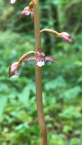 Corallorhiza maculata, Spotted Coral Root, is in the Orchidaceae, Orchid Family. It is an achlorophyllous (non-green) mycohet...