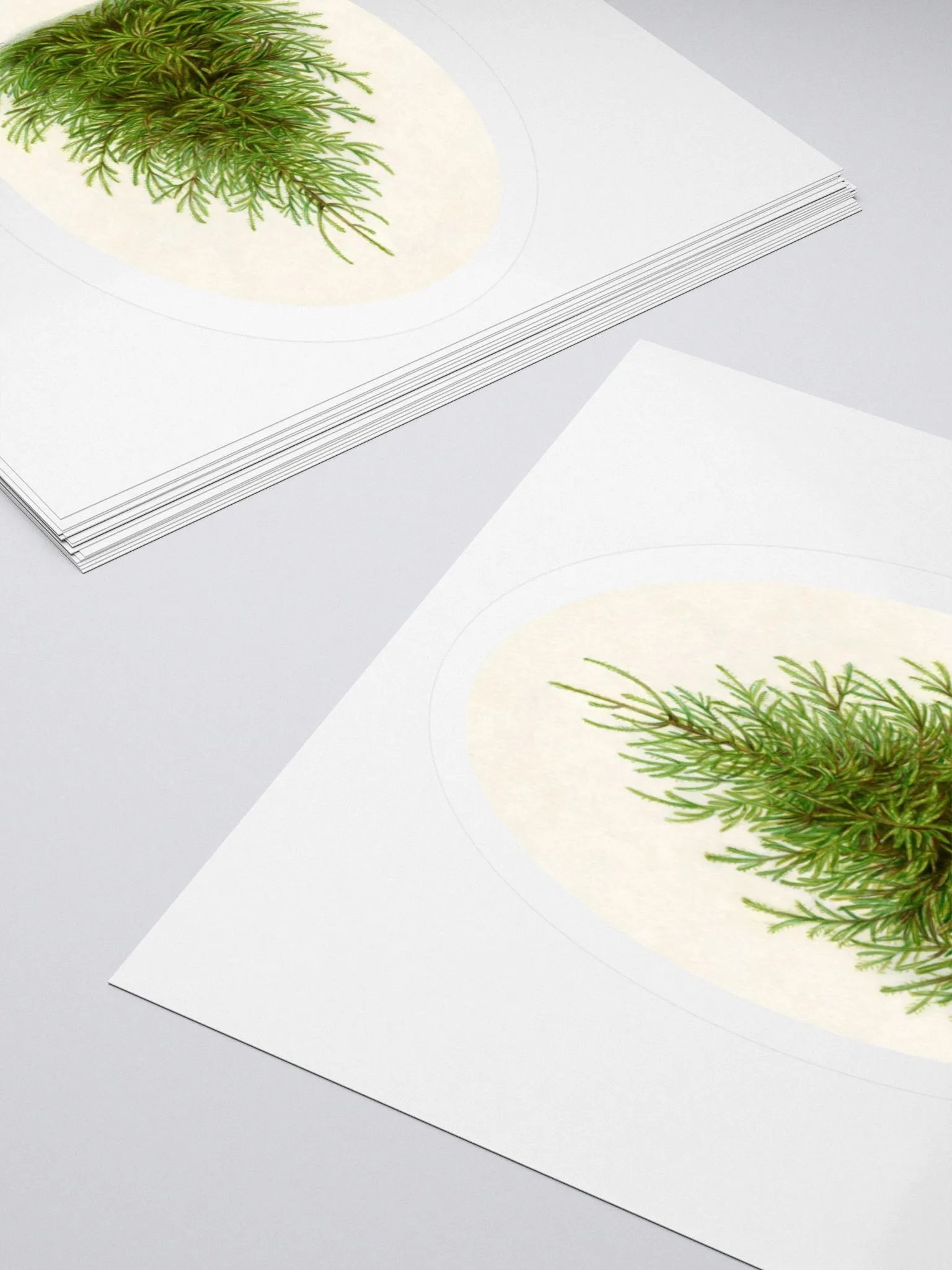 Norway spruce (Picea abies) illustration sticker product image (4)