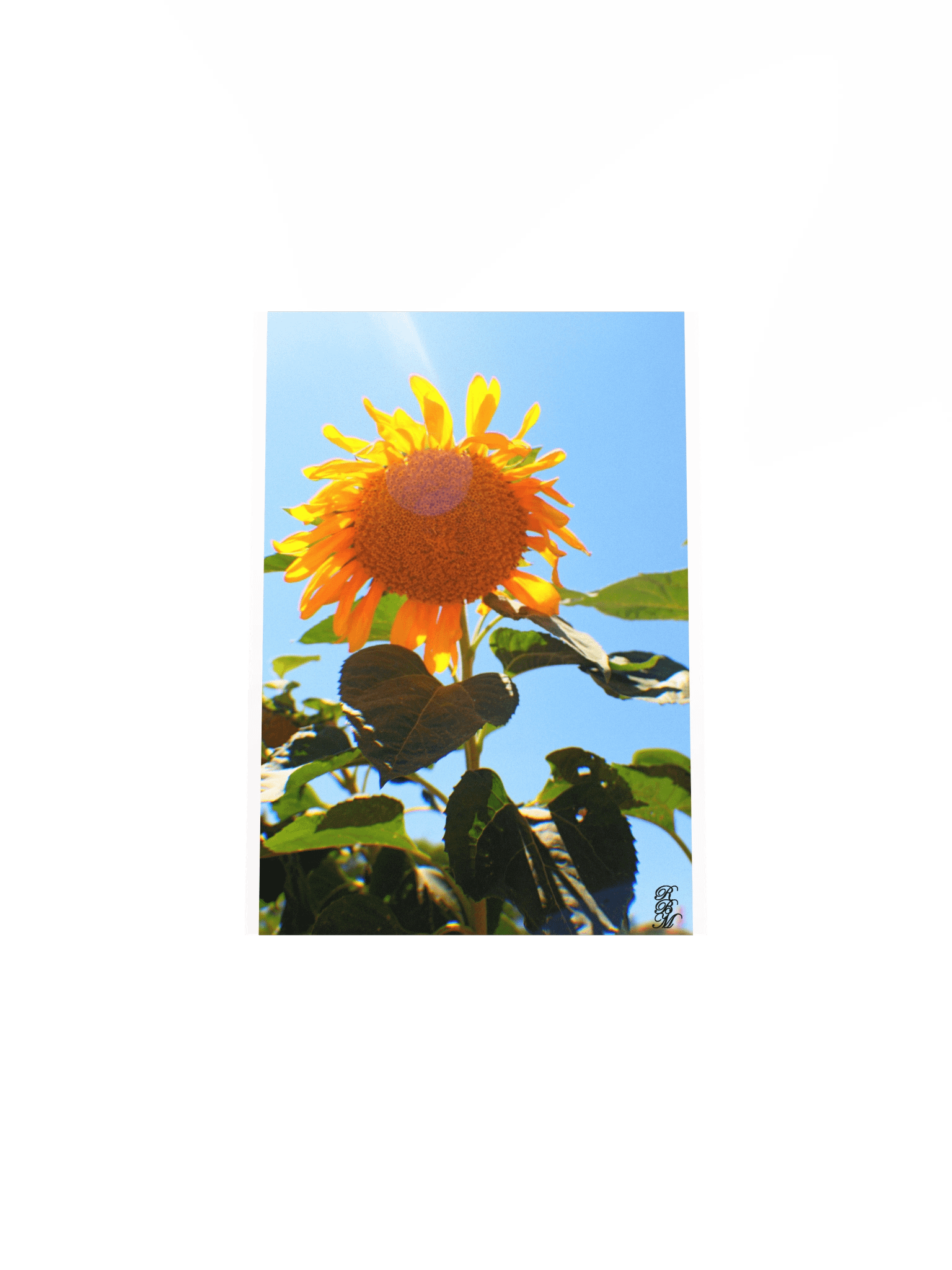 Sunflower in the Sun product image (27)