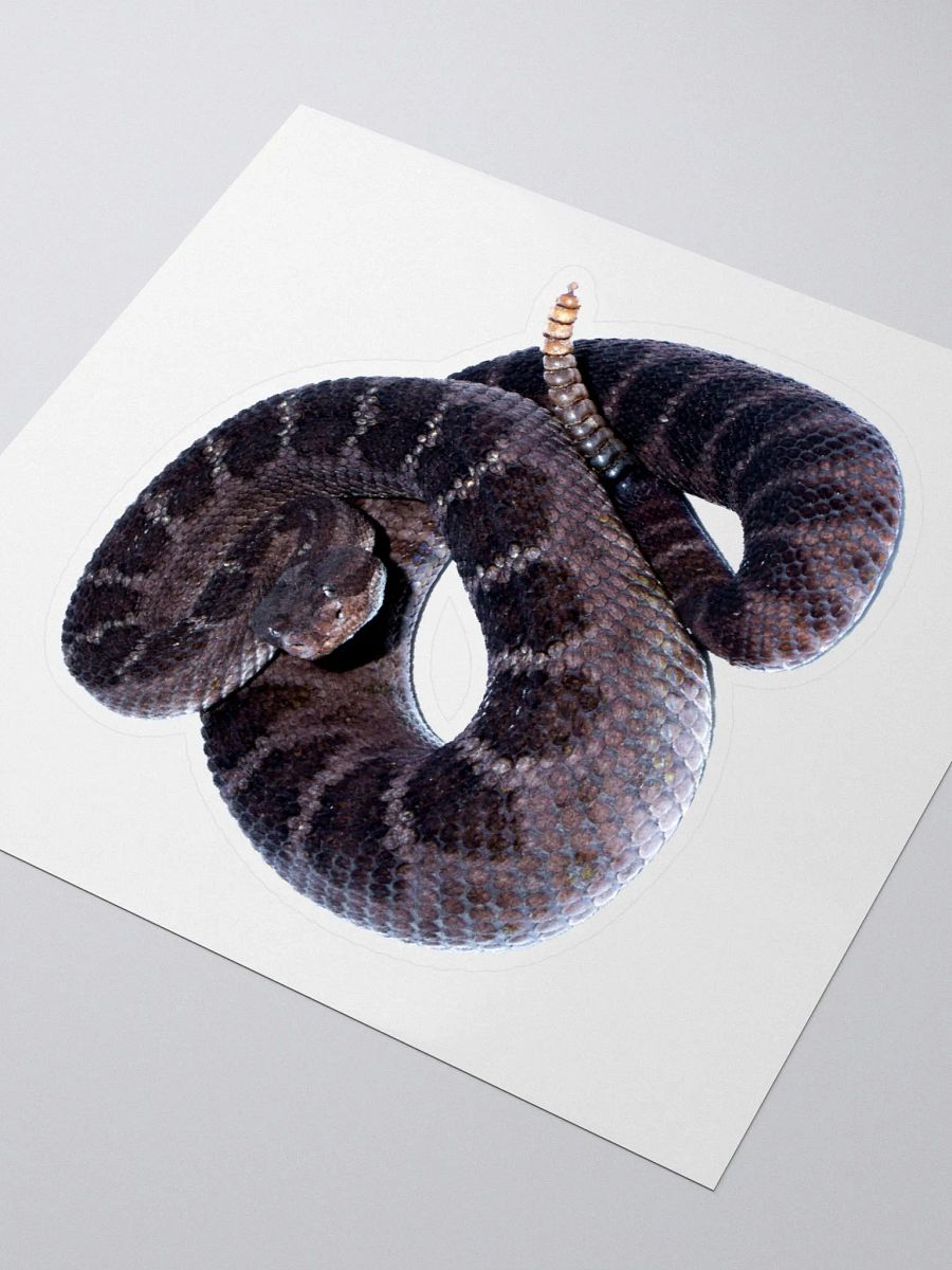 Arizona Black Rattlesnake Sticker product image (3)