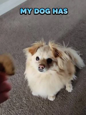 My dog has two modes: #dogsoftiktok #pomerian #funnydogs