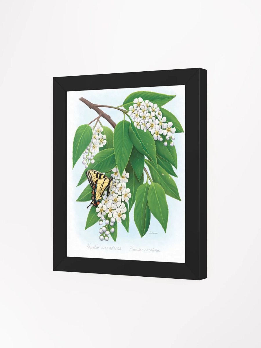 Tiger Swallowtail in Cherry Blossom product image (23)