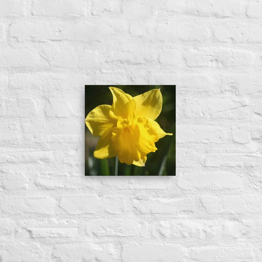 Daffodil product image (12)