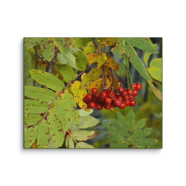 Canvas: Rönnbär Autumn berries product image (11)