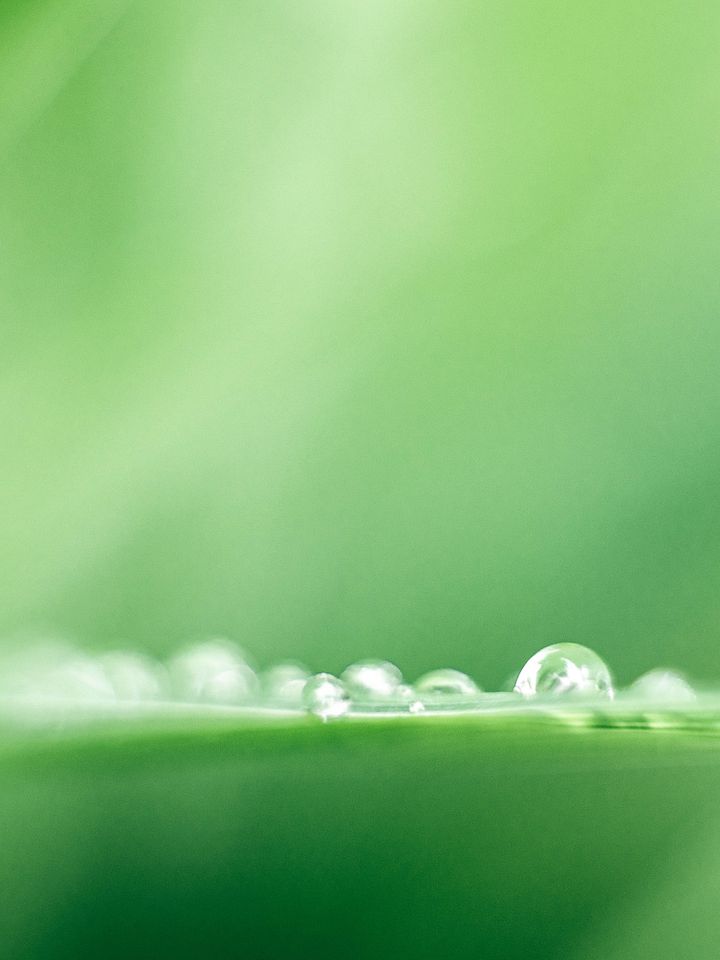 Blade O' Grass product image (1)