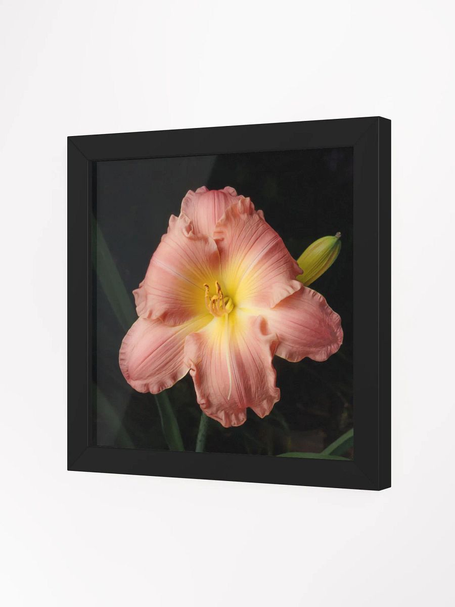 Blushing Beauty Daylily product image (4)