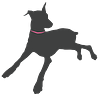 Chica the Doberman