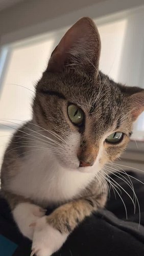 I love my kitty!  The joy she is bringing!!!!!!!! She sleeps on my chest sometimes and I just know she was sent here by some ...