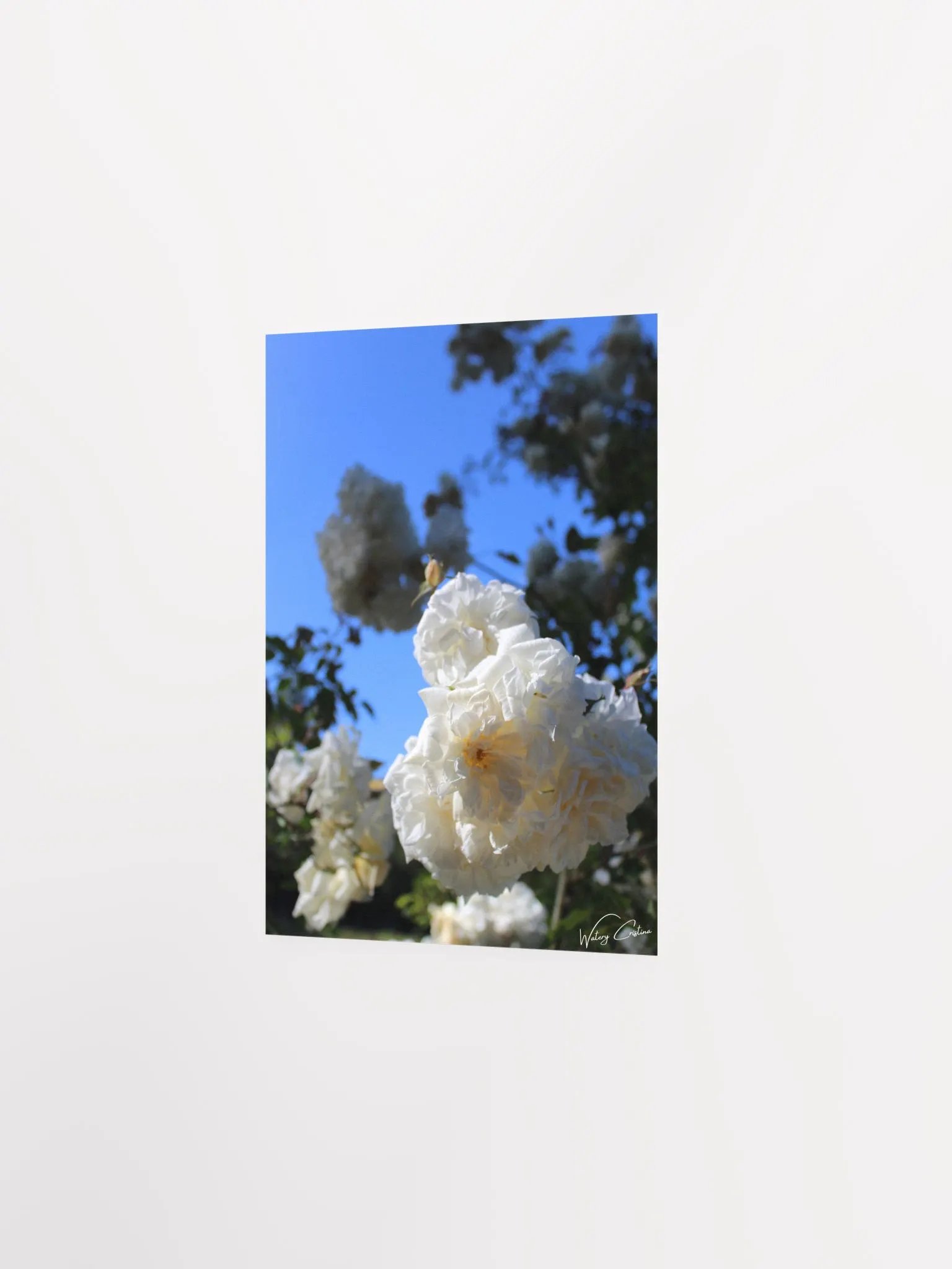 White Roses Print product image (2)
