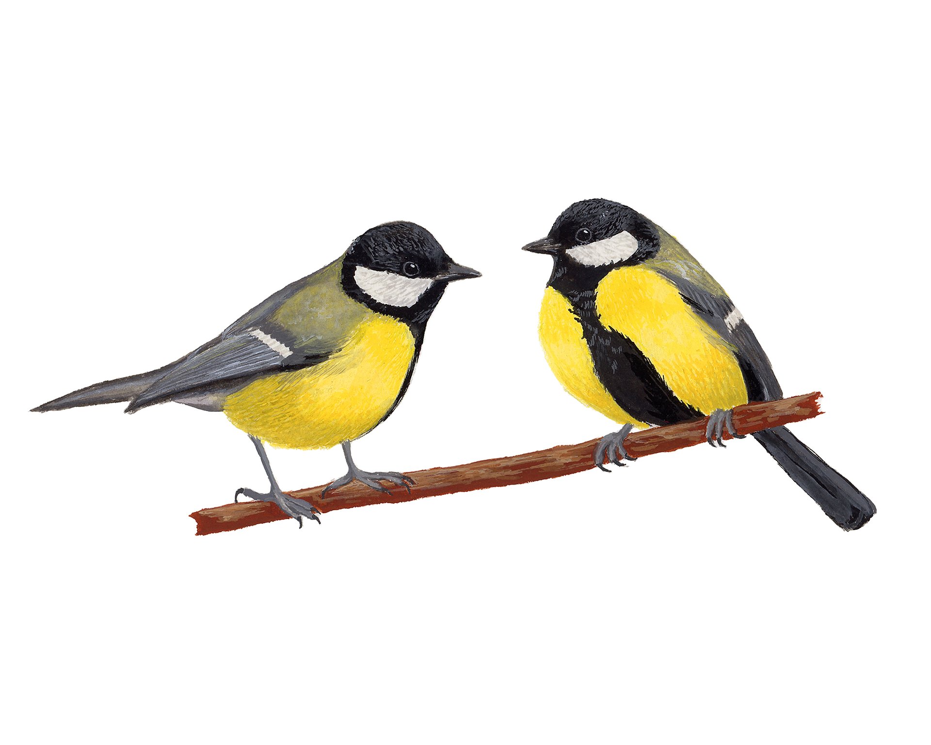 Great Tits - giclée print product image (1)