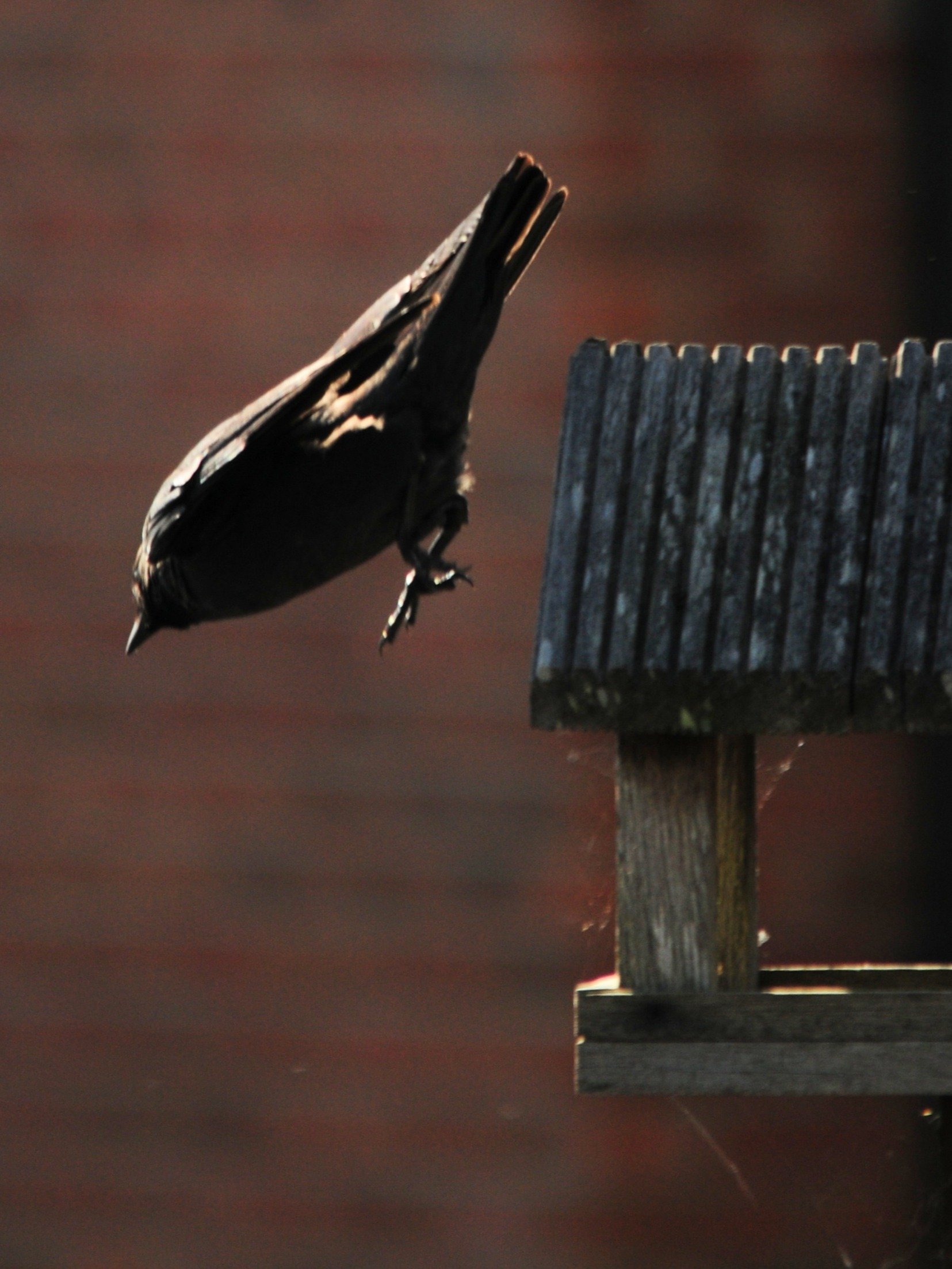 Jackdaw product image (1)