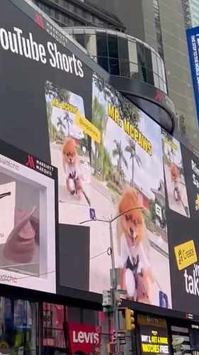 When your dog is on a billboard #halloweenwithshorts #shortsirl #pomeranian #dogcostume #funnydogs @youtube