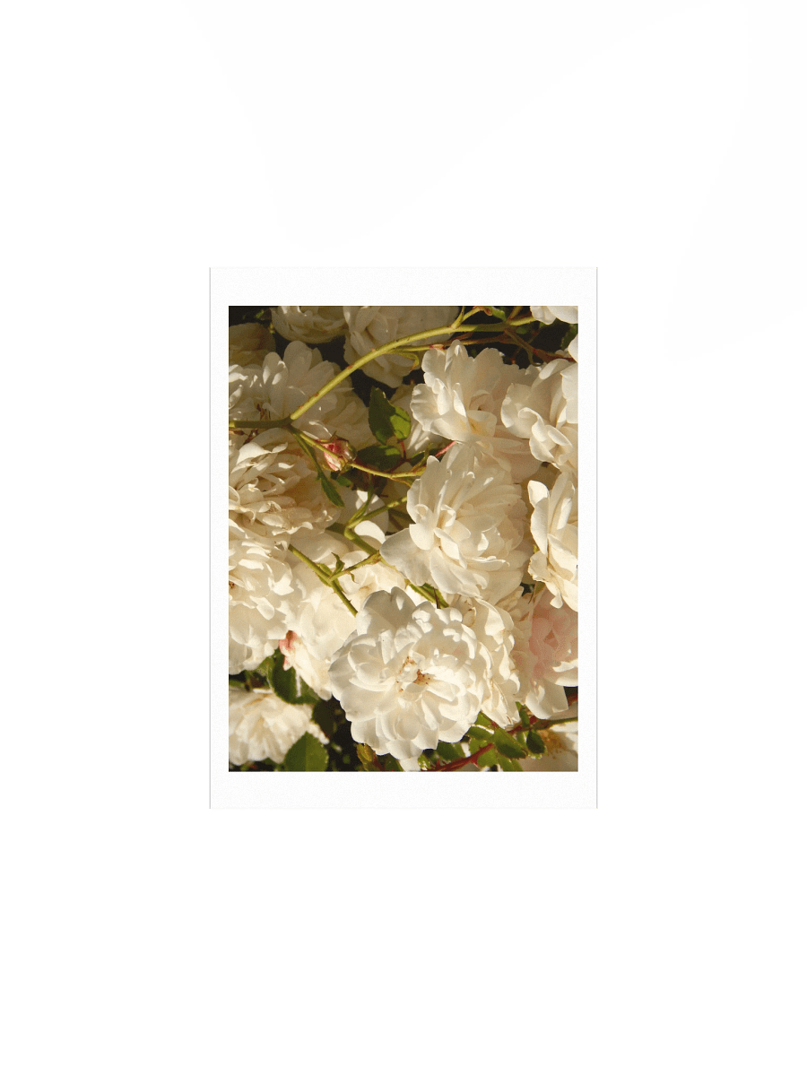 White Roses product image (1)