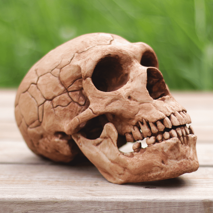 Neanderthal Skull product image (1)
