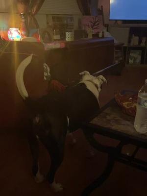 My dogs are kinda dumb. #dogsoftiktok #furdad #zeus #axel #fatjesussavesleftovers #merchlinkinbio 