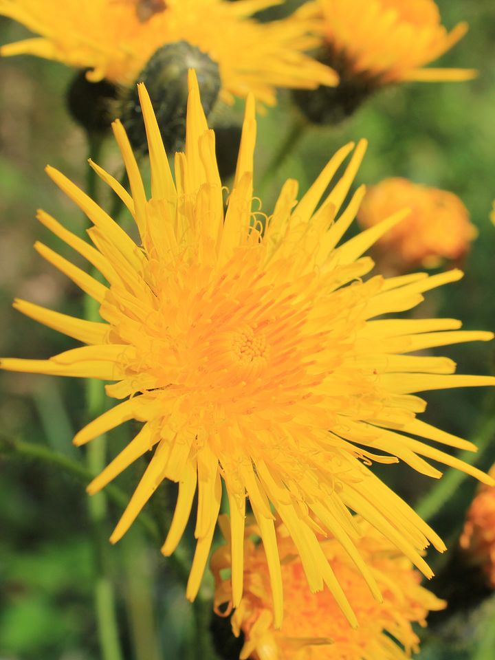 Plants and Wildflowers Image Collection product image (1)