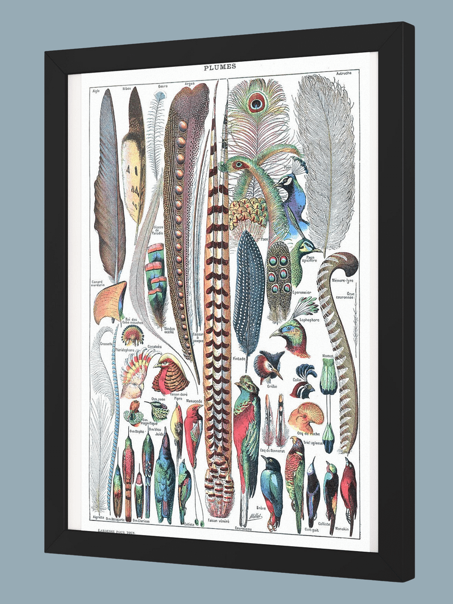 Types de plumes Larousse pour tous 1907–1910 product image (2)