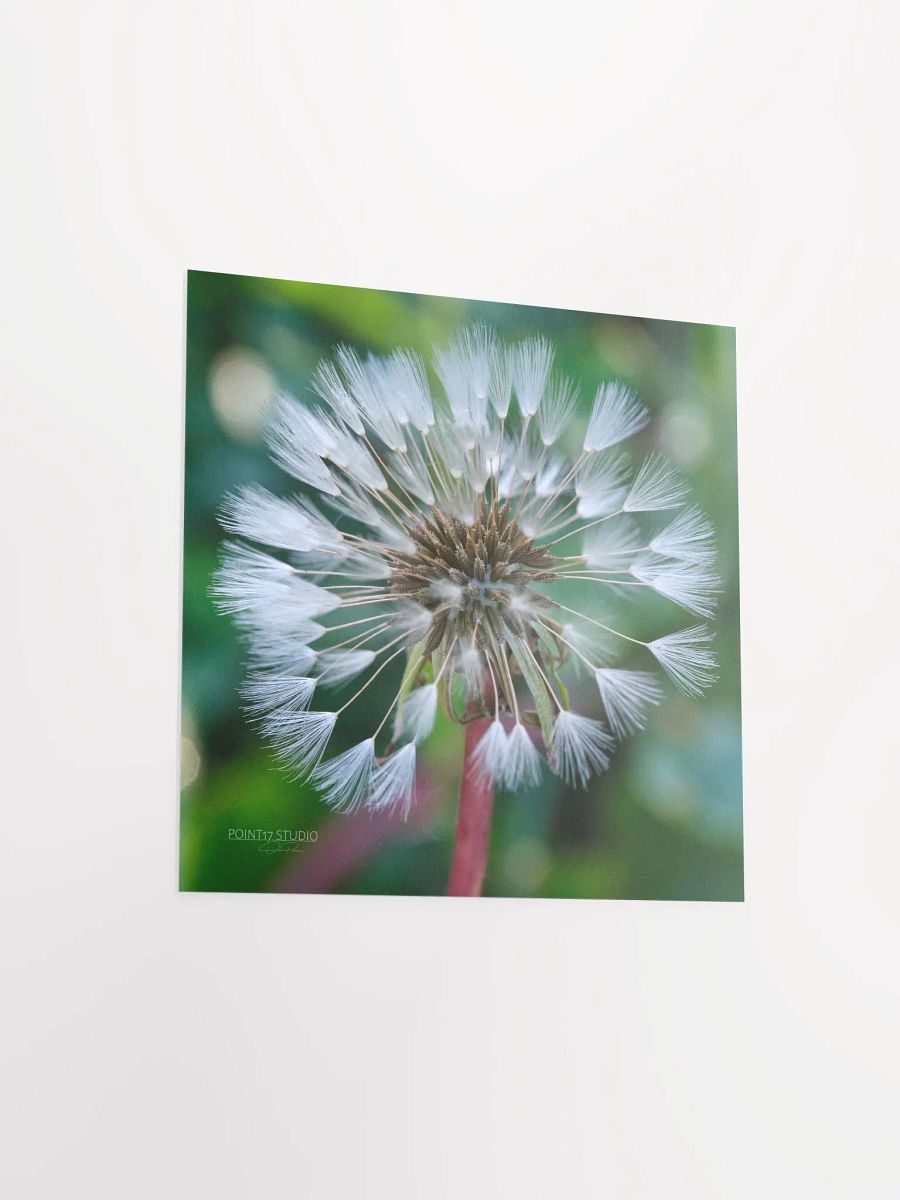 Dandelion #1 - Print product image (9)