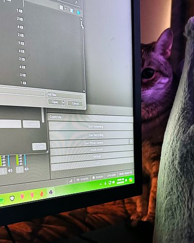 Mya supervising while I work on streamy things 🐈 💜