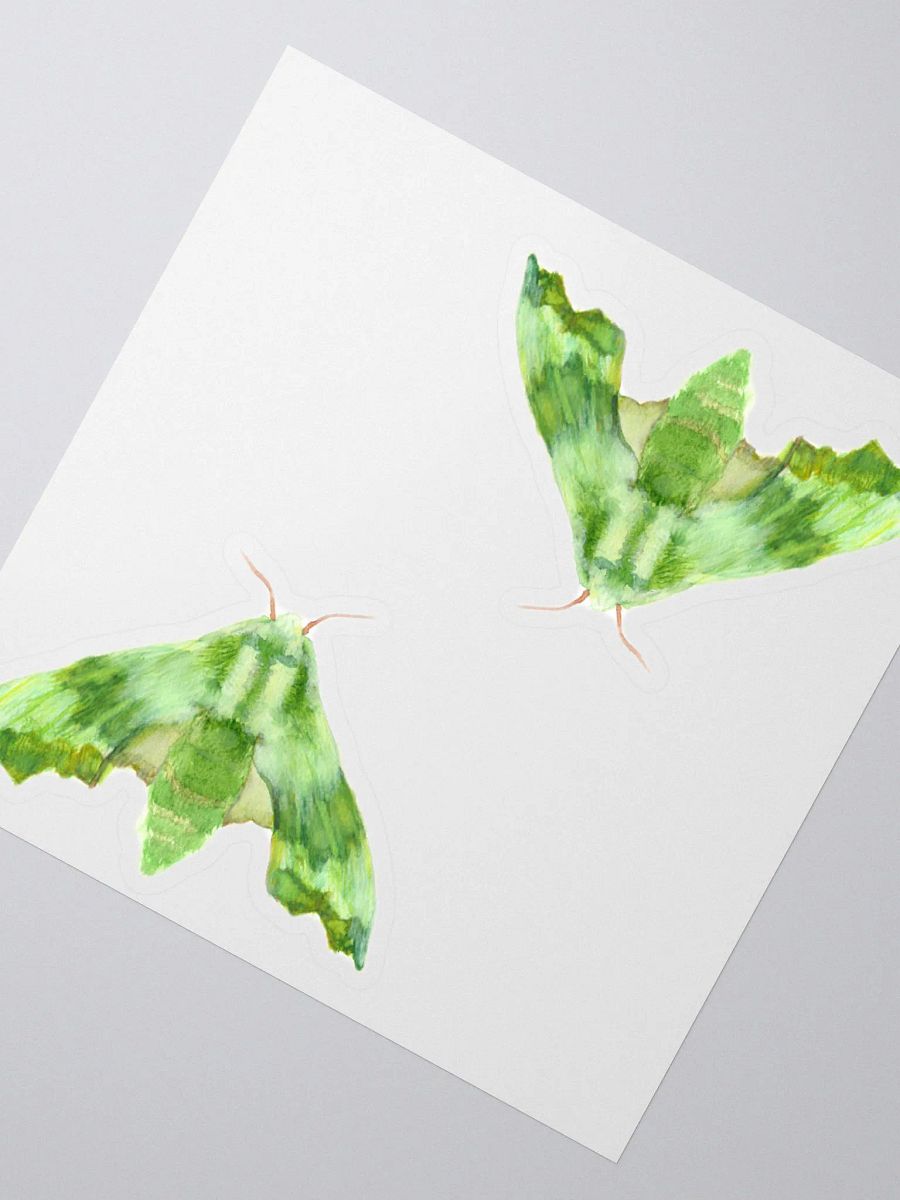 Lime Hawk Moth Sicker (x2) product image (2)