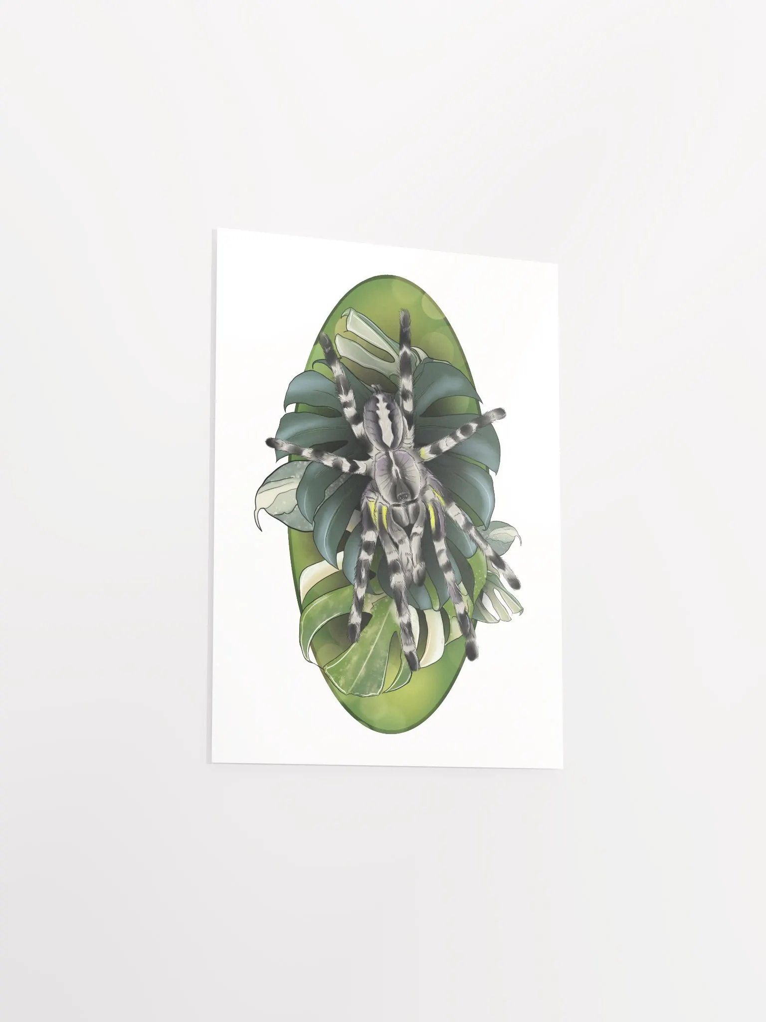 Poecilotheria Regalis and Monstera product image (8)