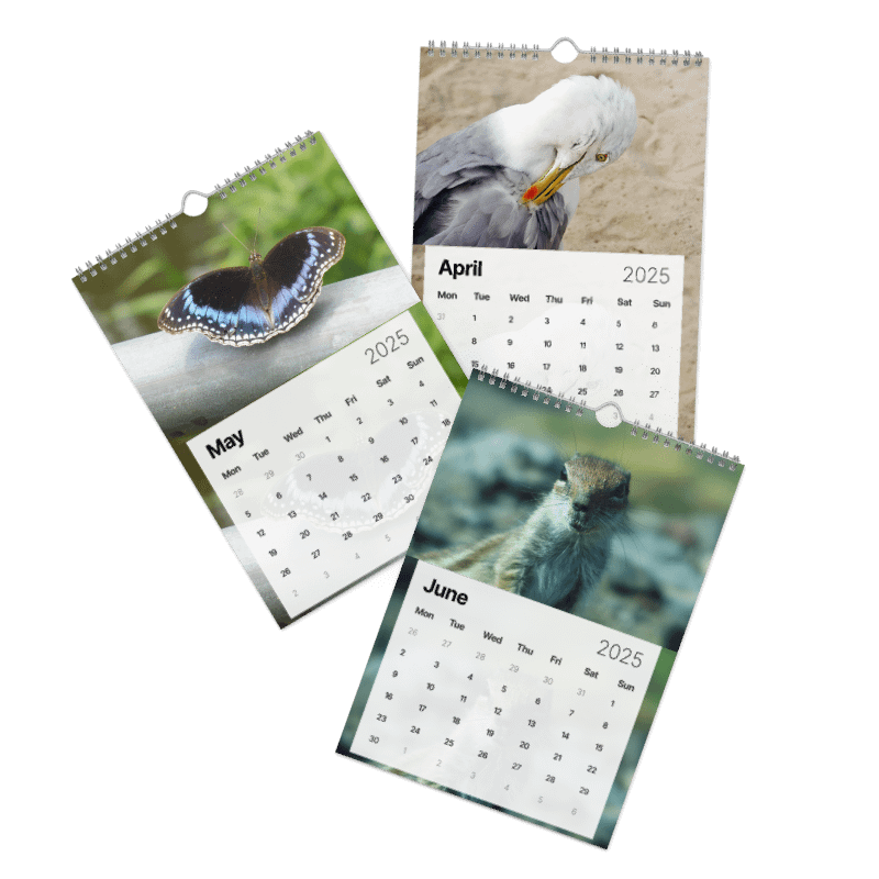 Calendar 2025 - Animals from around the world product image (3)
