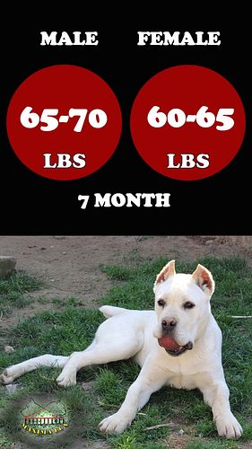 At Maxima Lux, we understand the importance of monitoring the growth and development of Cane Corso puppies. A comprehensive C...