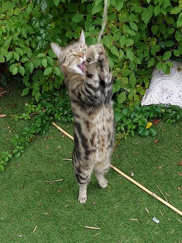 Lily, the fierce feline that she is! Happy #caturday 🐅