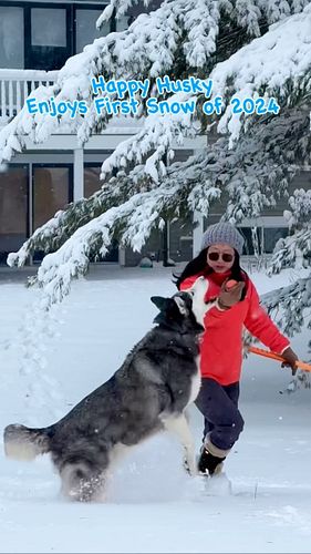 Happy Husky enjoys the first snow 2024. #iphone15promax #gopro11 #firstsnow2024 #instagram #husky #fairytale #foryou #reels #...