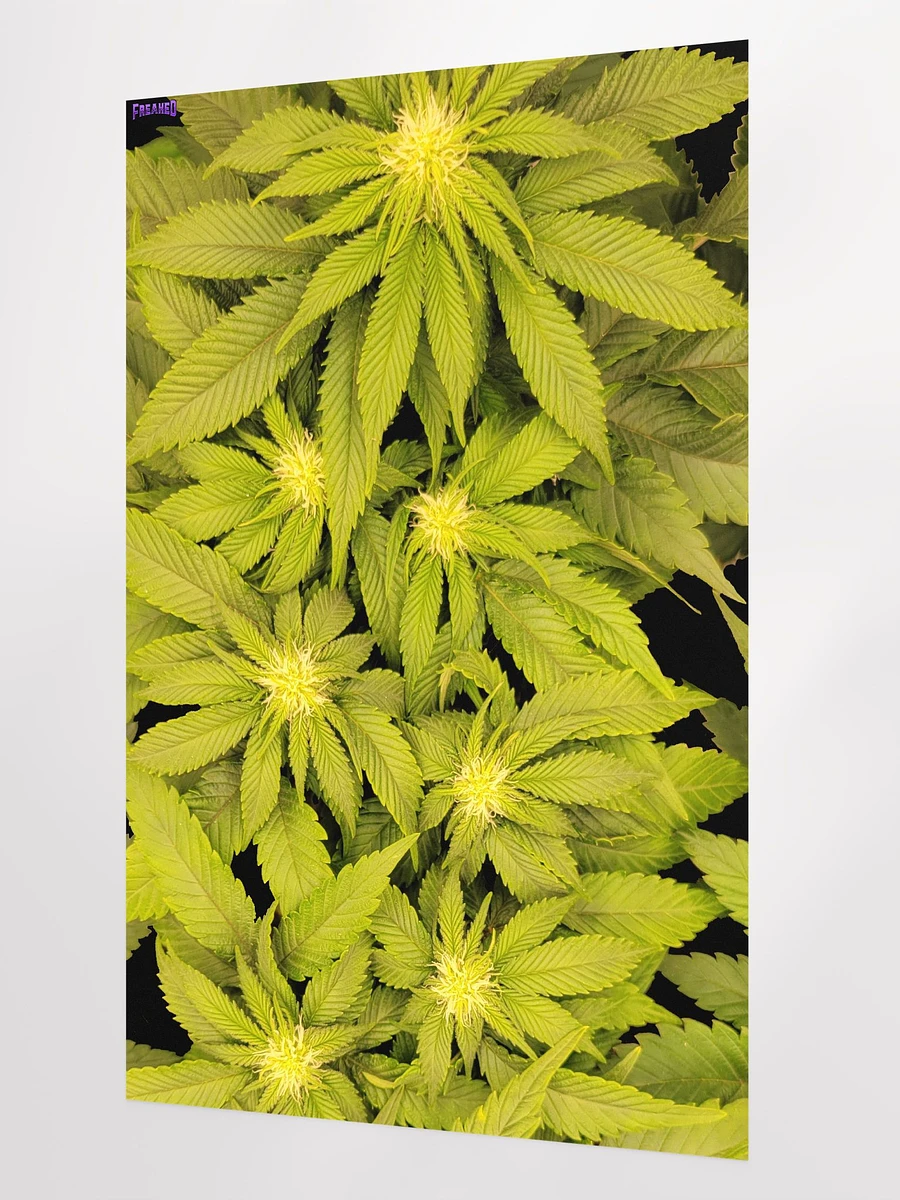 Canna Poster product image (2)