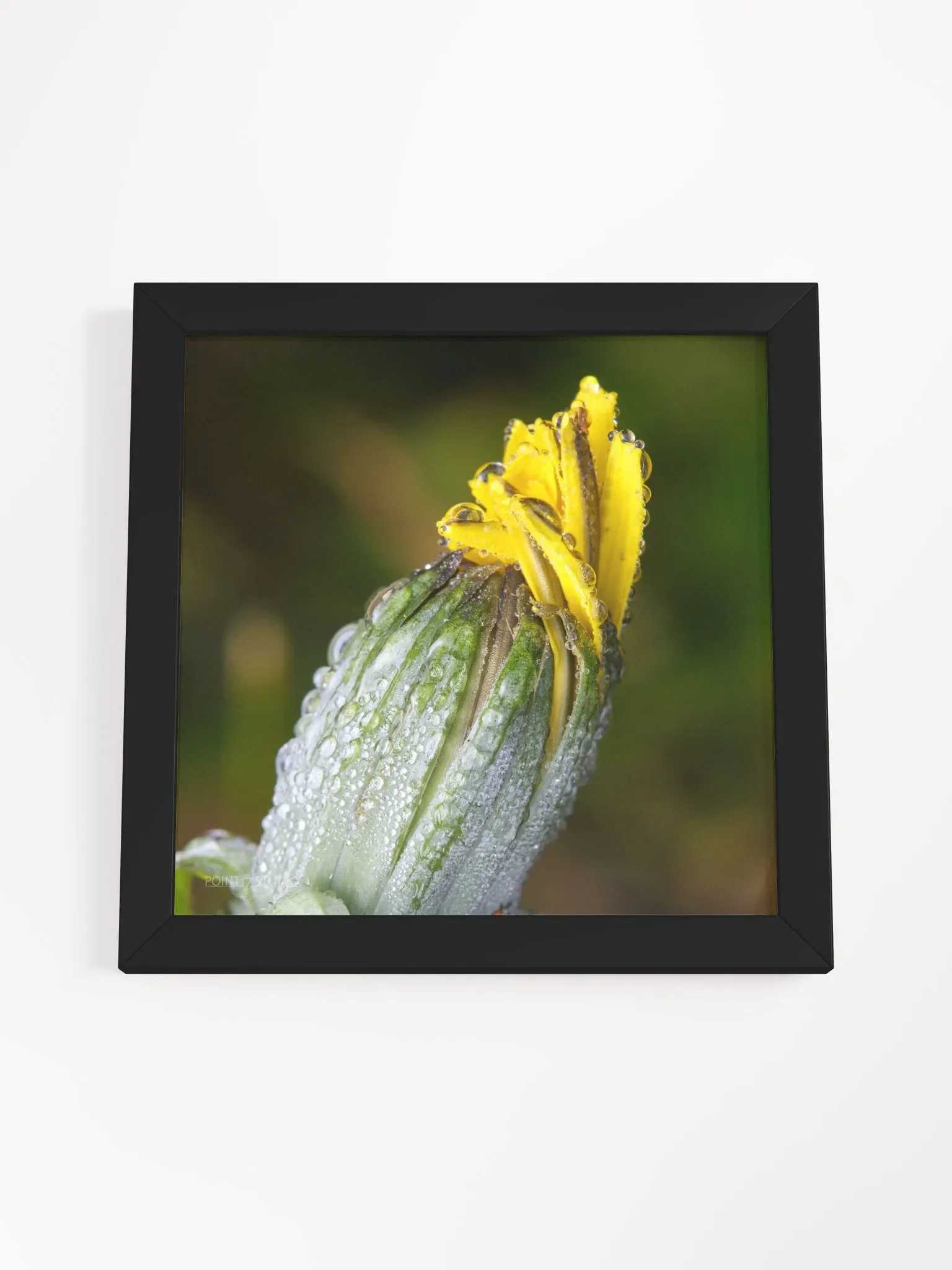 Dandelion #6 - Framed Print product image (4)