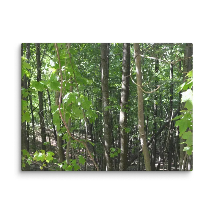 Empire Bluff Forest Canvas product image (1)