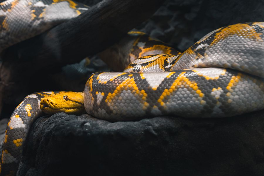 Mochino Reticulated Python #1 product image (1)