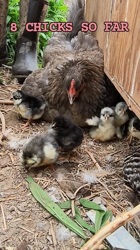 Yesterday this mama had 2 chicks. Today she's up to 8 with even more eggs under her. How many chicks do you think there will ...