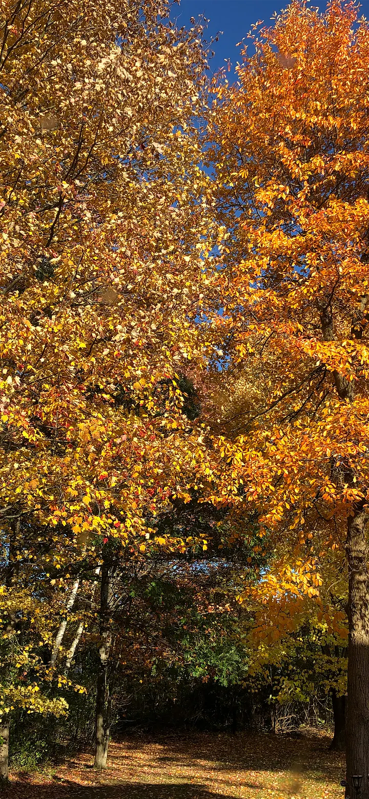 Fall Leaves Phone Background product image (1)