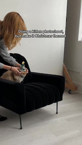 Sharing some photos from the kitten photoshoot @medaabigailphotography