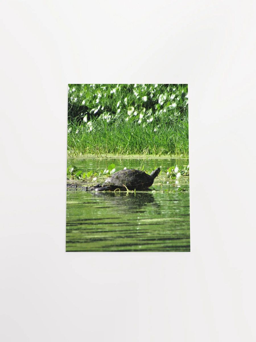 Turtle / FL product image (47)