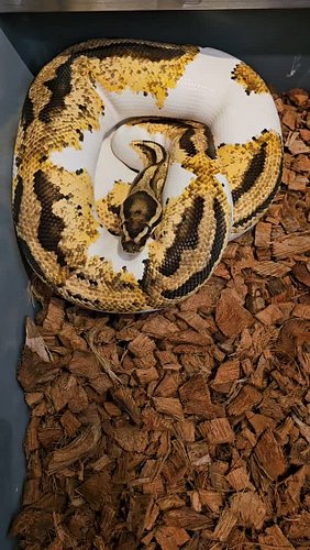 #ballpython #ballpythonbreeder #ballpythonsofinstagram #reptiles #emeraldcityreptiles #nwballpythons