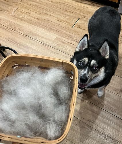 The part Pomsky and Husky owners don’t like to talk about. When shedding season starts and you end up brushing half their fur...