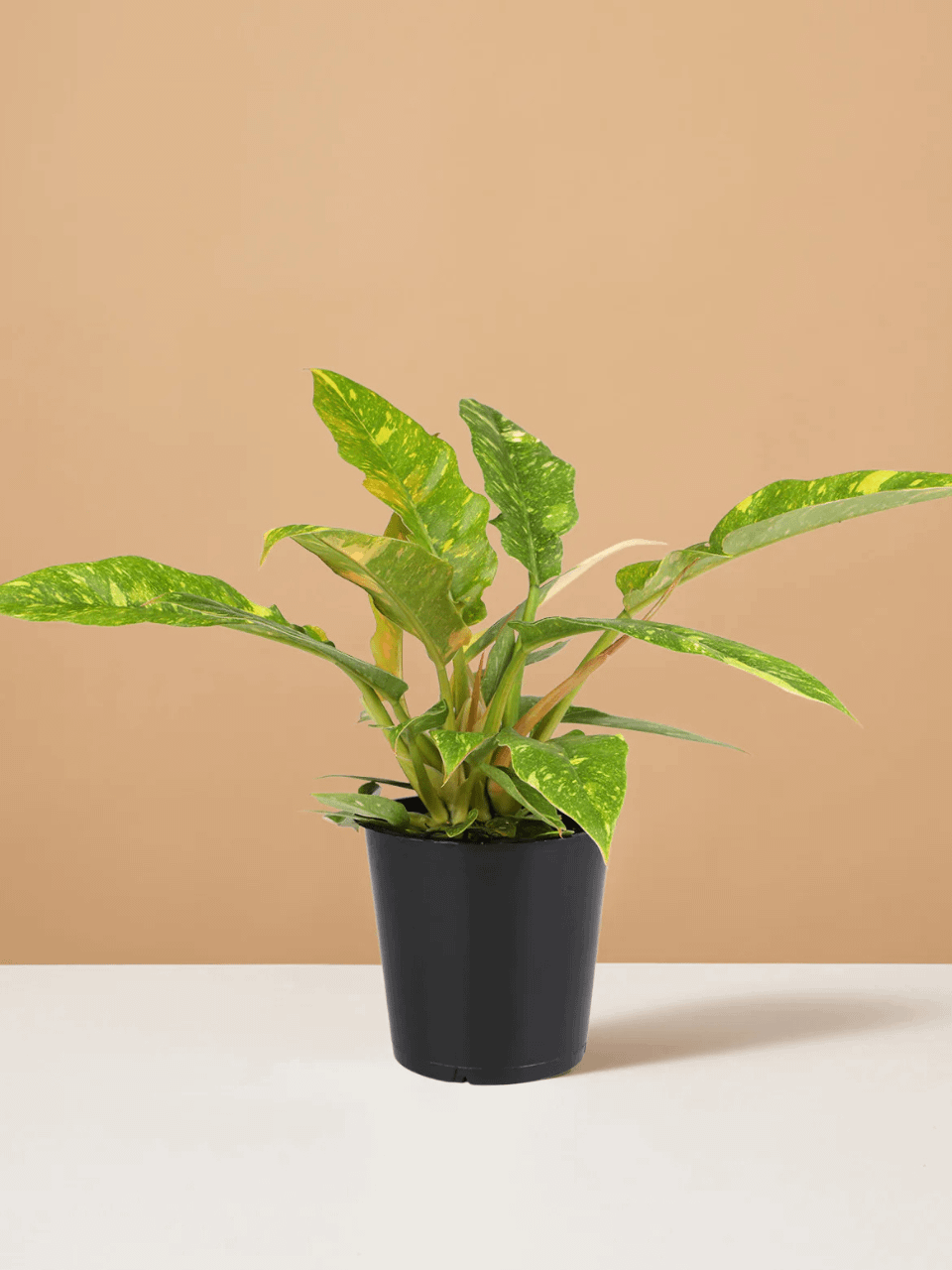 Philodendron Ring of Fire product image (1)