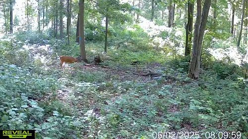 This guy might be pretty nice come October. I’m starting to see some nice antler growth and this wet spring has helped by mak...