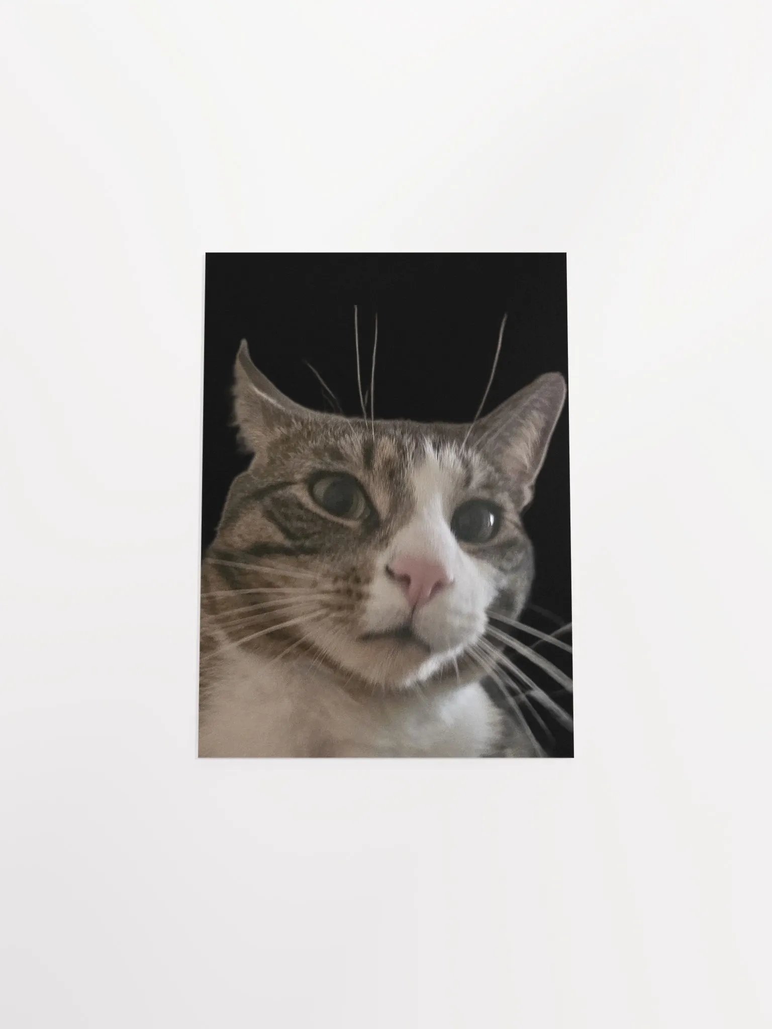He is not pleased! product image (4)