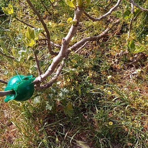 Food Forest Sardegna is giving the ability to see in person the different methods of permaculture design and techniques appli...