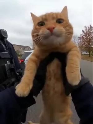 ❤️ orange cat energy #catkada #lefkada #fyp #cat #kittens    