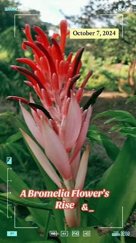 A Bromelia Flower's Rise & Fall
An update from a previous video on this #flower 
It's all #growth
