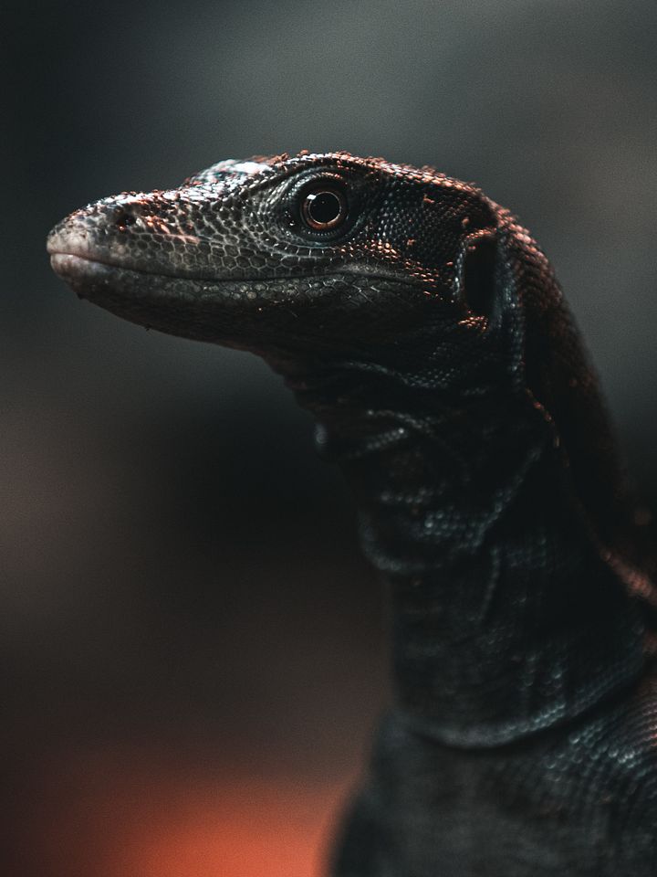 Baby Black Dragon Water Monitor product image (1)