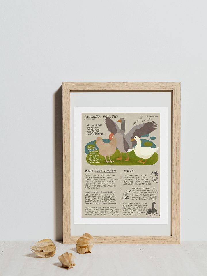 Domestic Poultry Educational Print – Veganuary 2024 product image (1)